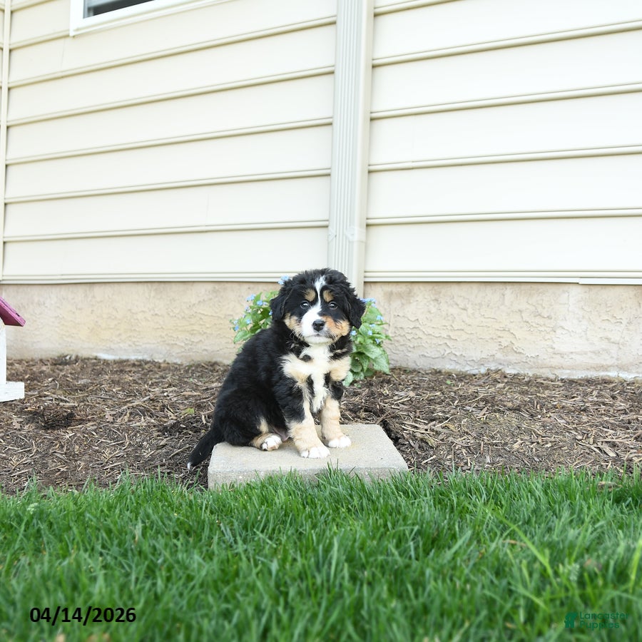 Bernedoodle dogs Ace - Ad 1