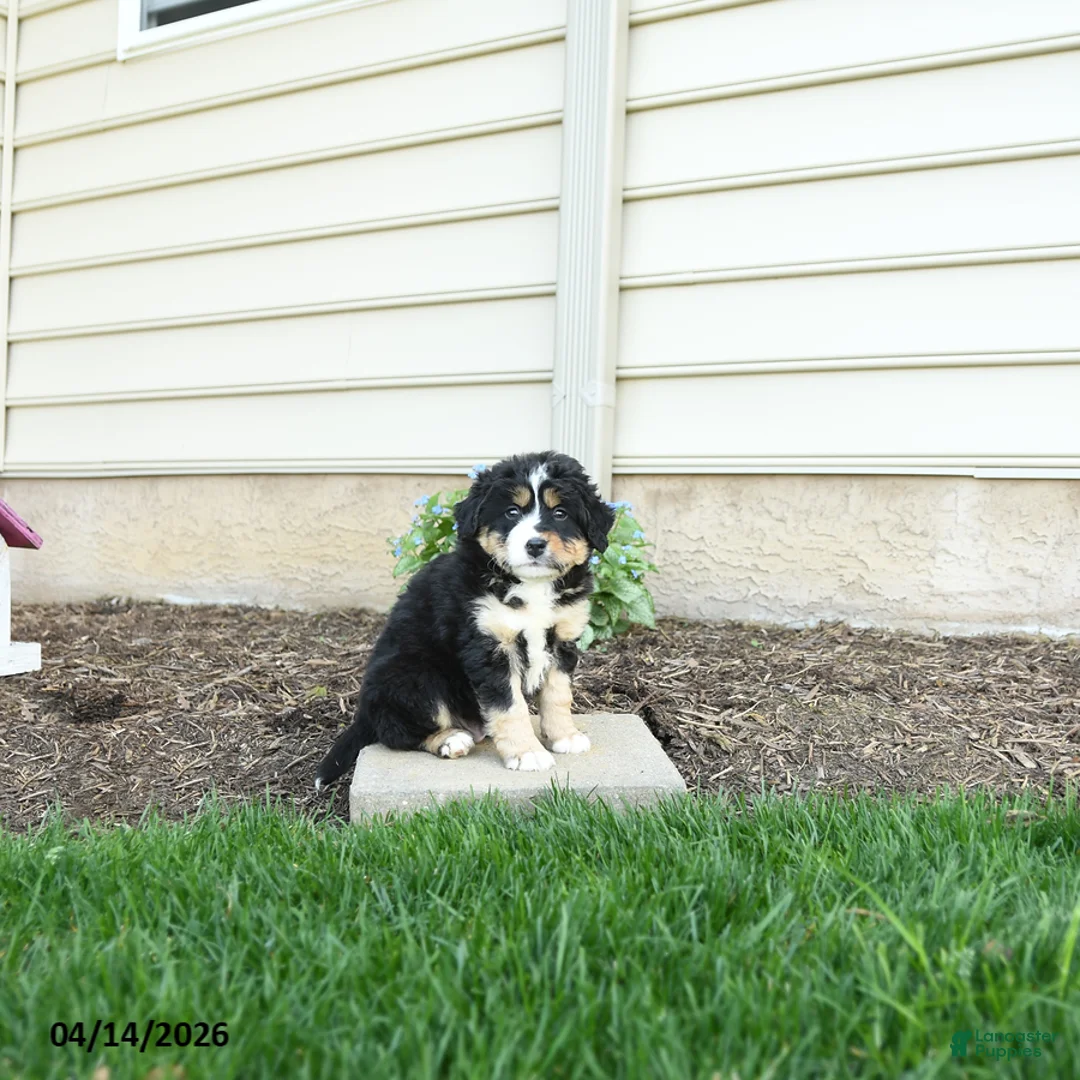 Bernedoodle dogs for sale: Ace - Ad 1