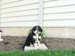 Bernedoodle dogs for sale: Ace - Ad 4