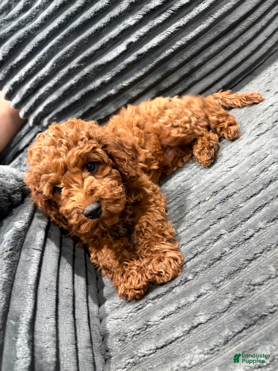 Miniature Poodle dogs for sale: Cash - Ad 3