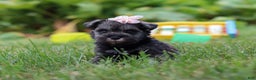 Miniature Schnauzer dogs for sale: Millie - Ad 28