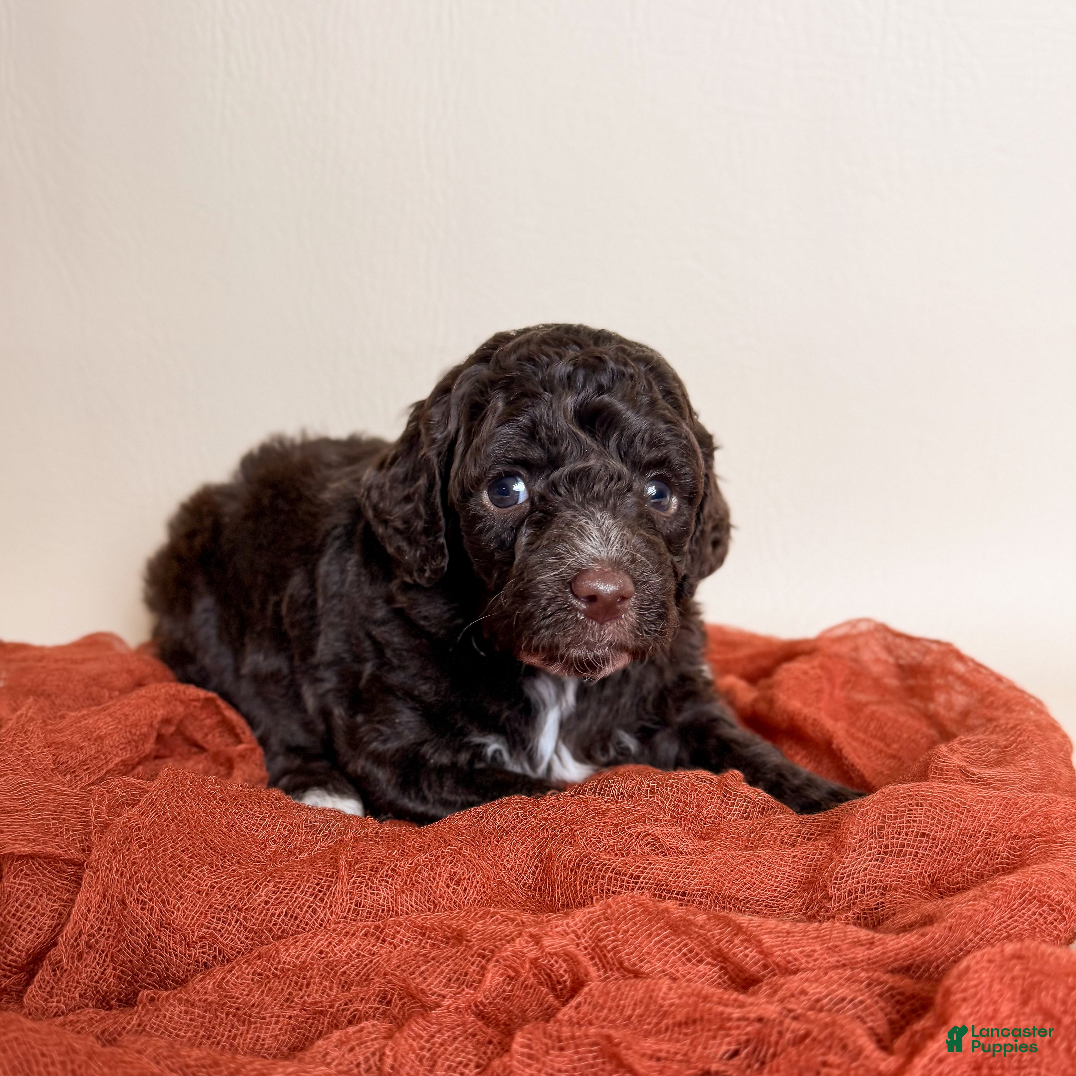 Miniature Poodle dogs for sale: Miniature Poodle 3 - Ad 2