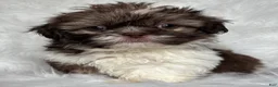 Shih Tzu dogs for sale: Luke - Ad 2