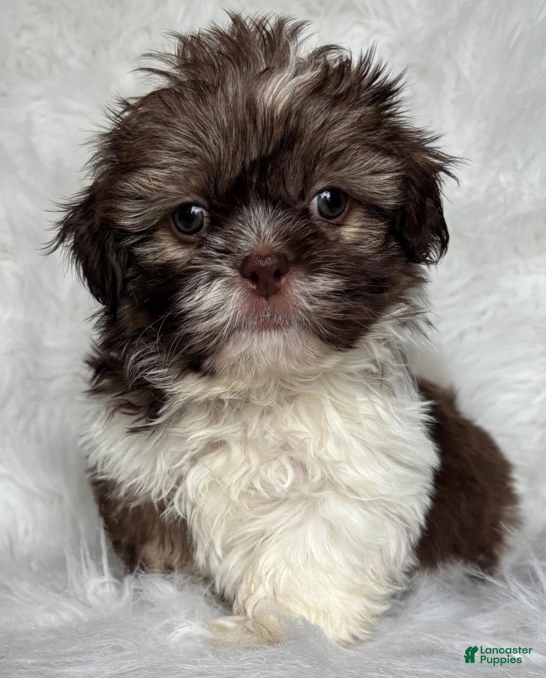 Shih Tzu dogs for sale: Luke - Ad 2