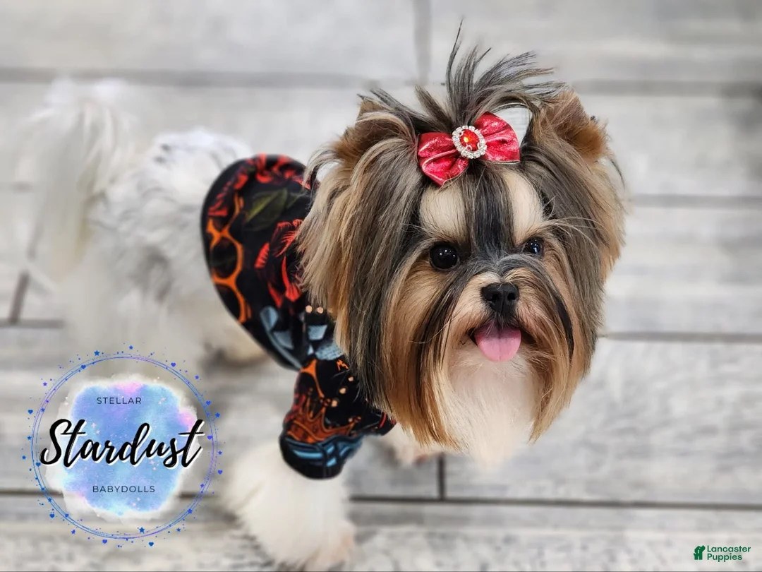 Gallery Image {{count}}