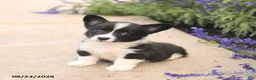 Welsh Corgi Pembroke dogs for sale: Lucy - Ad 3