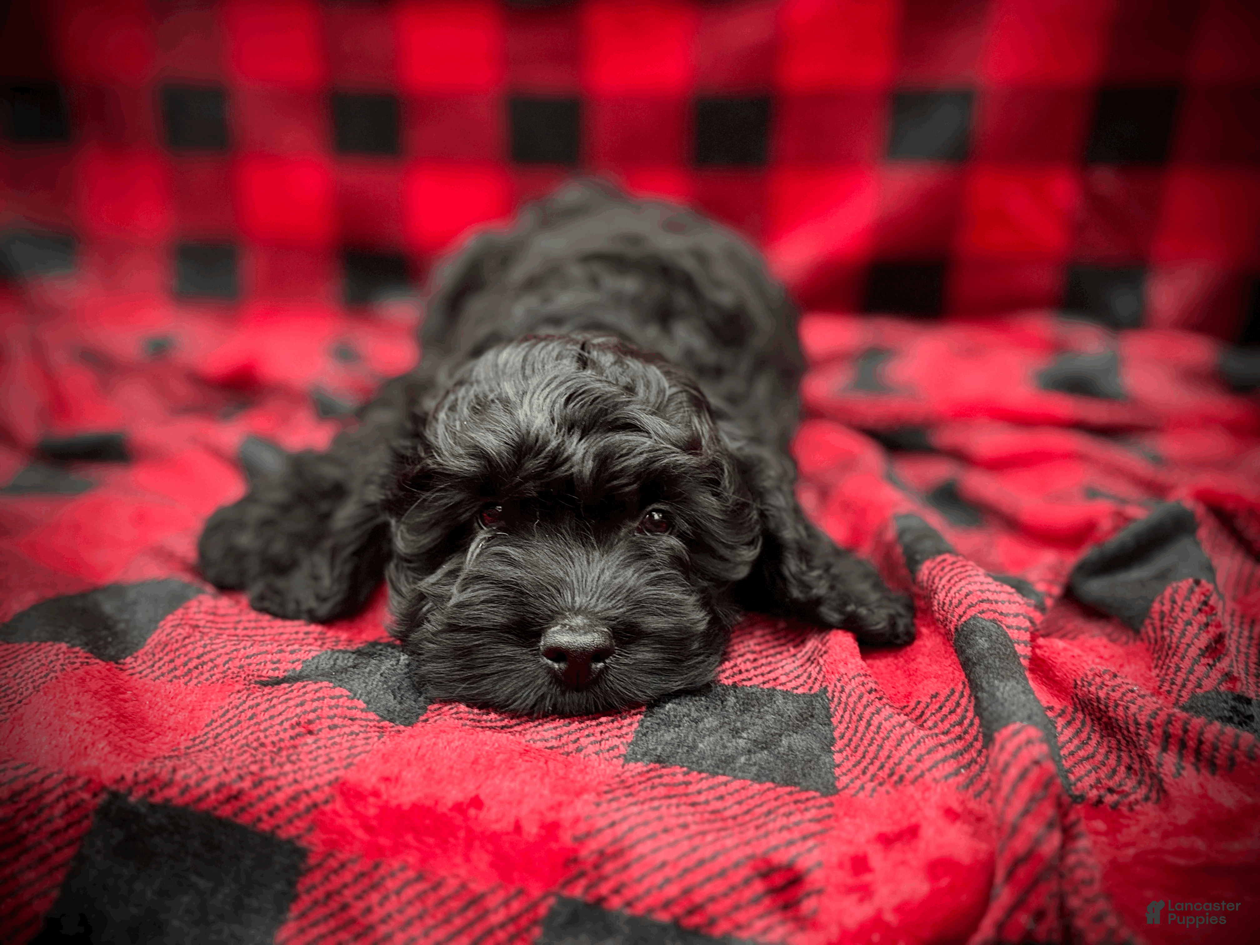 Cockapoo dogs Blaze - Ad 14