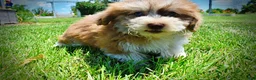 Havapoo dogs for sale: Doodles - Ad 9