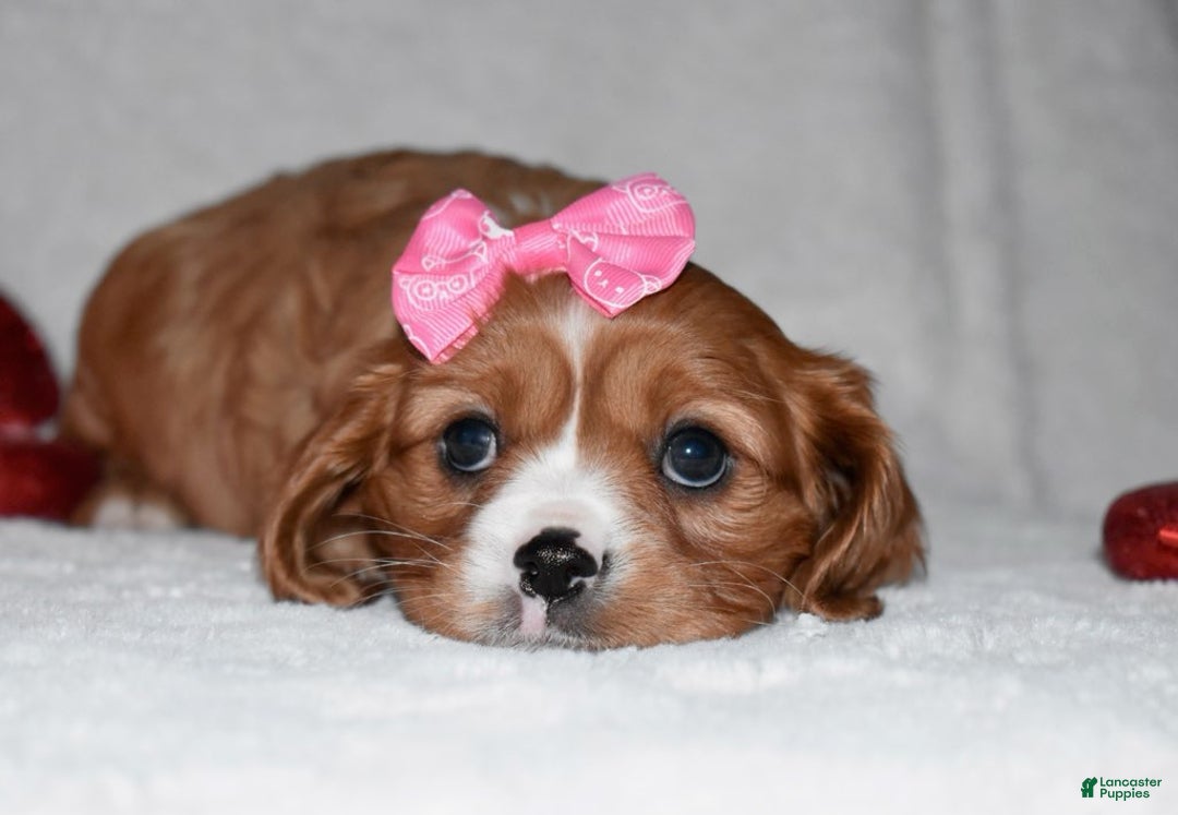 Cavalier King Charles Spaniel dogs for sale: Oona - Ad 6