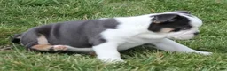 English Bulldog dogs for sale: English Bulldog Puppy 1 - Ad 2
