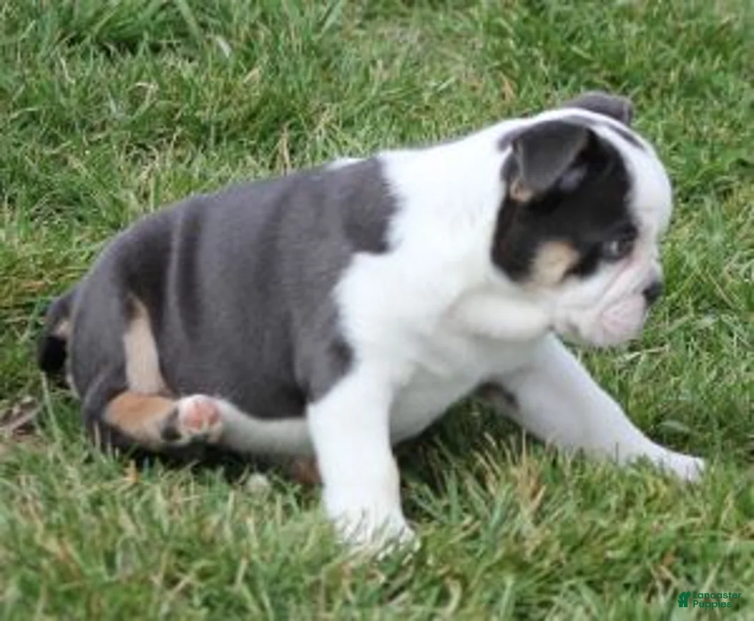 English Bulldog dogs for sale: English Bulldog Puppy 1 - Ad 2