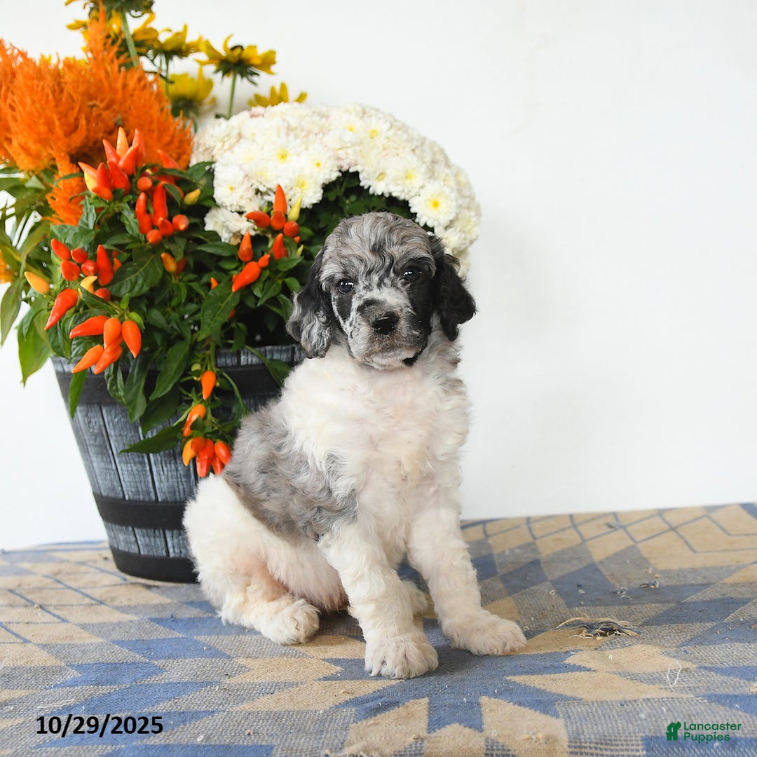 Standard Poodle dogs for sale: Trooper - Ad 3
