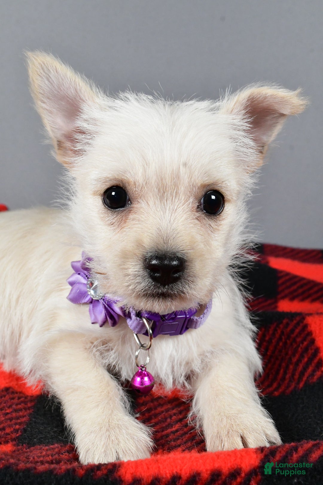 Cairn Terrier dogs for sale: Sox - Ad 3