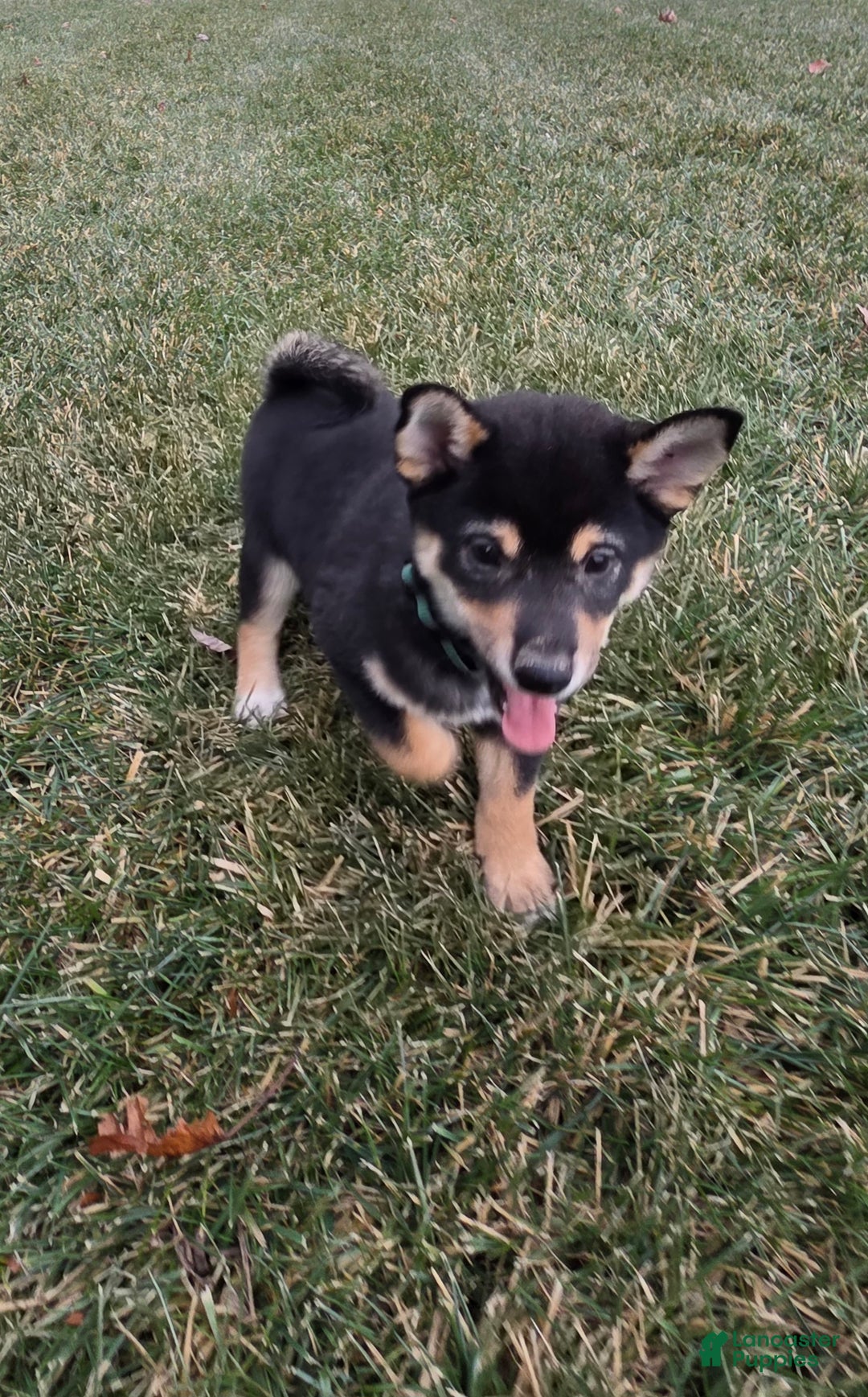 Shiba Inu dogs for sale: Major - Ad 3