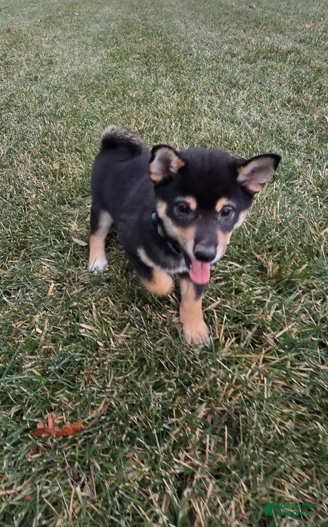 Shiba Inu dogs for sale: Major - Ad 3