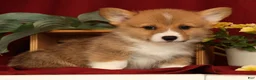 Welsh Corgi Pembroke dogs for sale: Justin - Ad 5