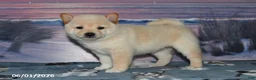 Shiba Inu dogs for sale: Verbena - Ad 3