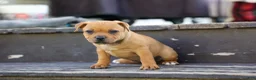 Staffordshire Bull Terrier dogs for sale: Mia Belle 🌸 - Ad 10