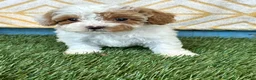 Cavapoo dogs for sale: Reese - Ad 1
