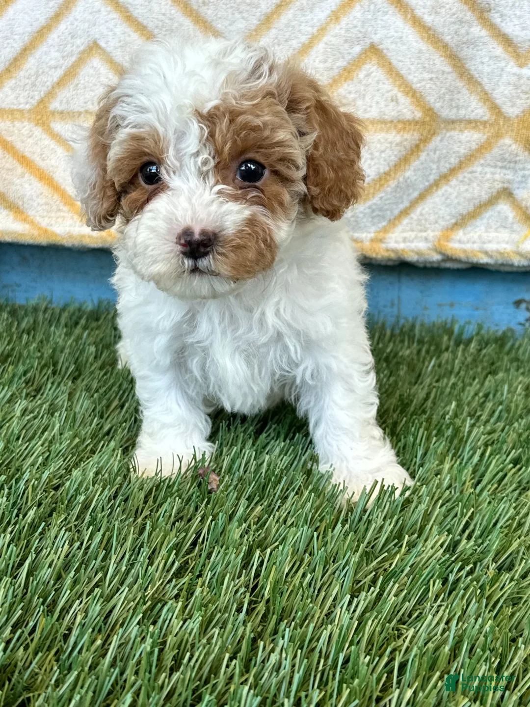 Cavapoo dogs for sale: Reese - Ad 1
