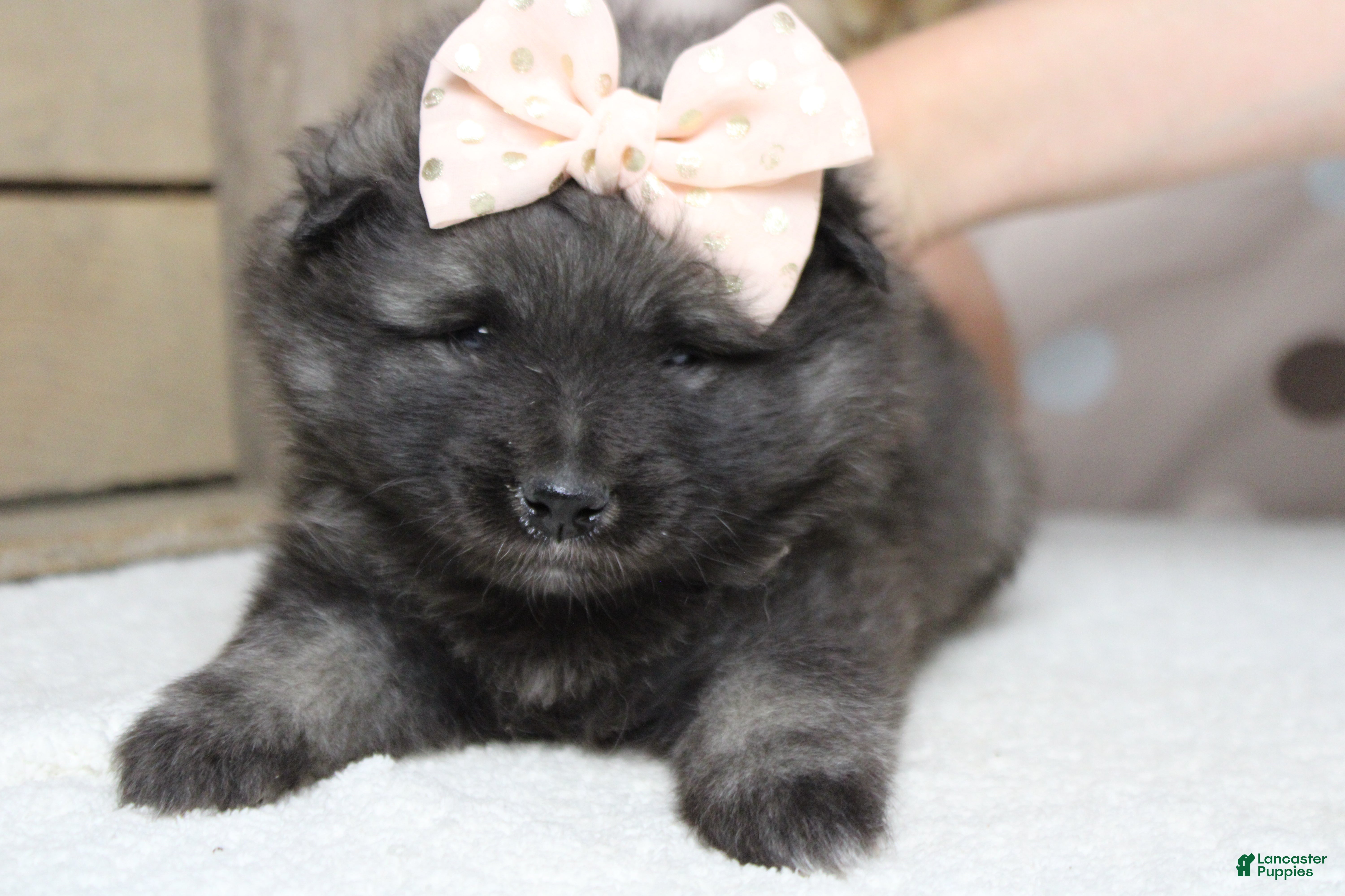 Keeshond dogs Anna - Ad 7