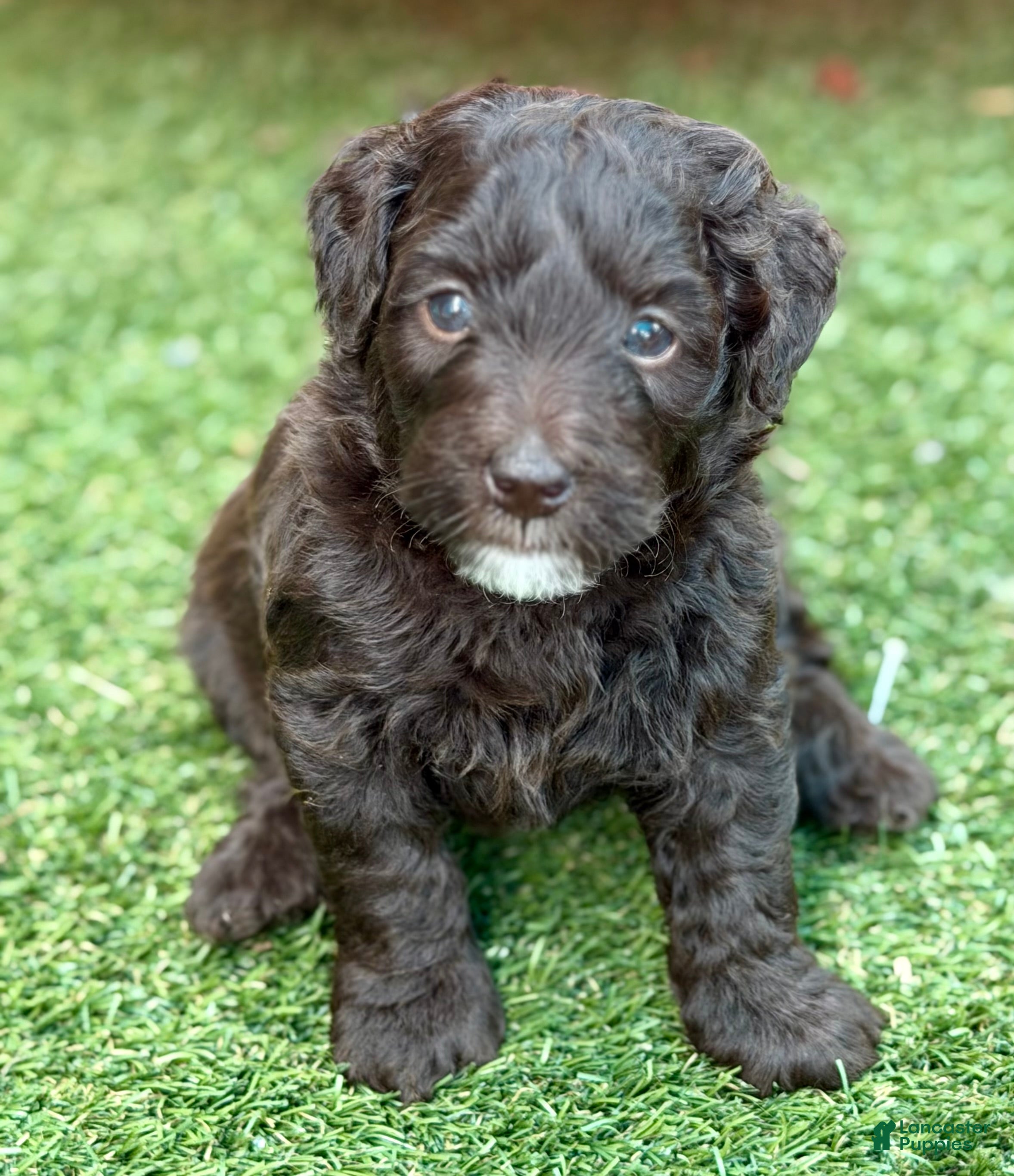 Goldendoodle dogs Girl 2 - Ad 2