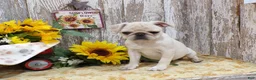 Pug dogs for sale: ANNIE - Ad 3
