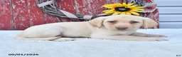 Labrador Retriever dogs for sale: Haley - Ad 4