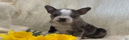 Frenchton dogs for sale: Kenson - Ad 3