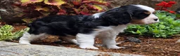 Cavalier King Charles Spaniel dogs for sale: Phlox - Ad 4