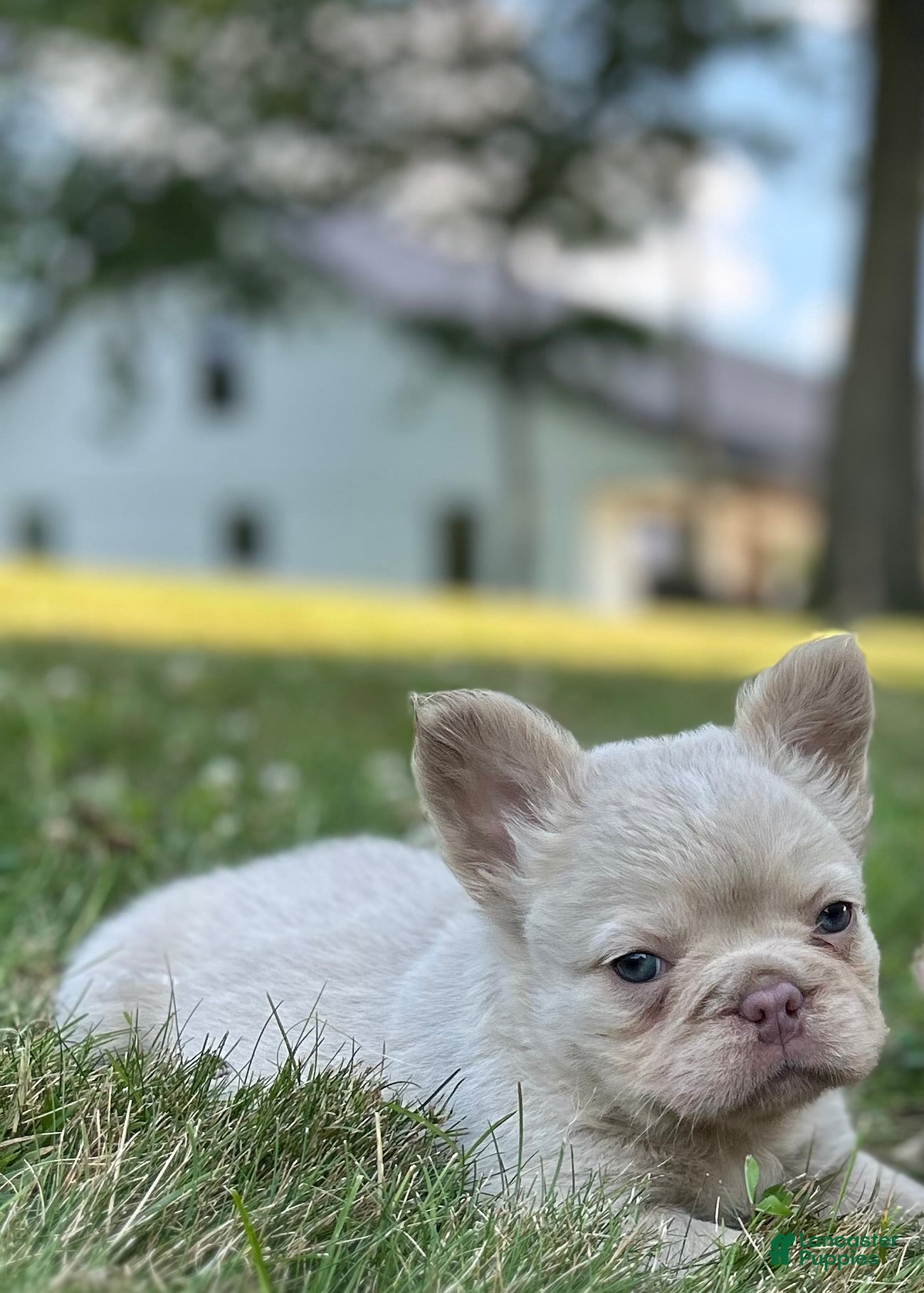 French Bulldog dogs Milo - Ad 1
