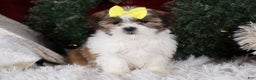 Shih Tzu dogs for sale: Norrie - Ad 4