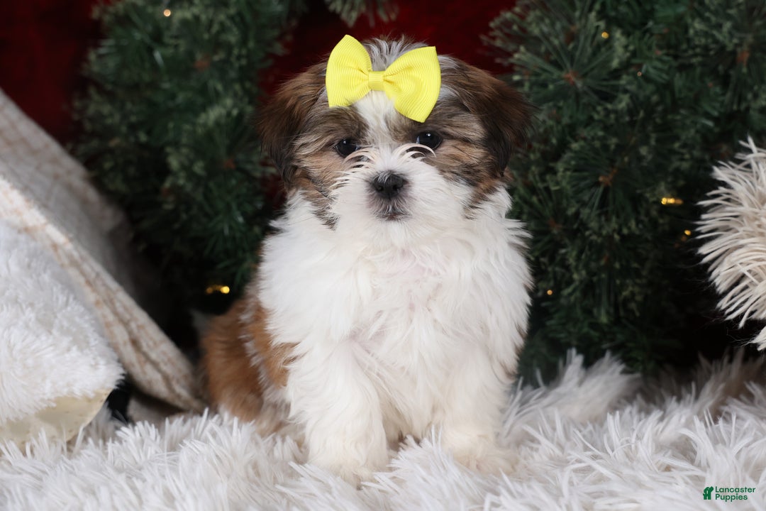 Shih Tzu dogs for sale: Norrie - Ad 4