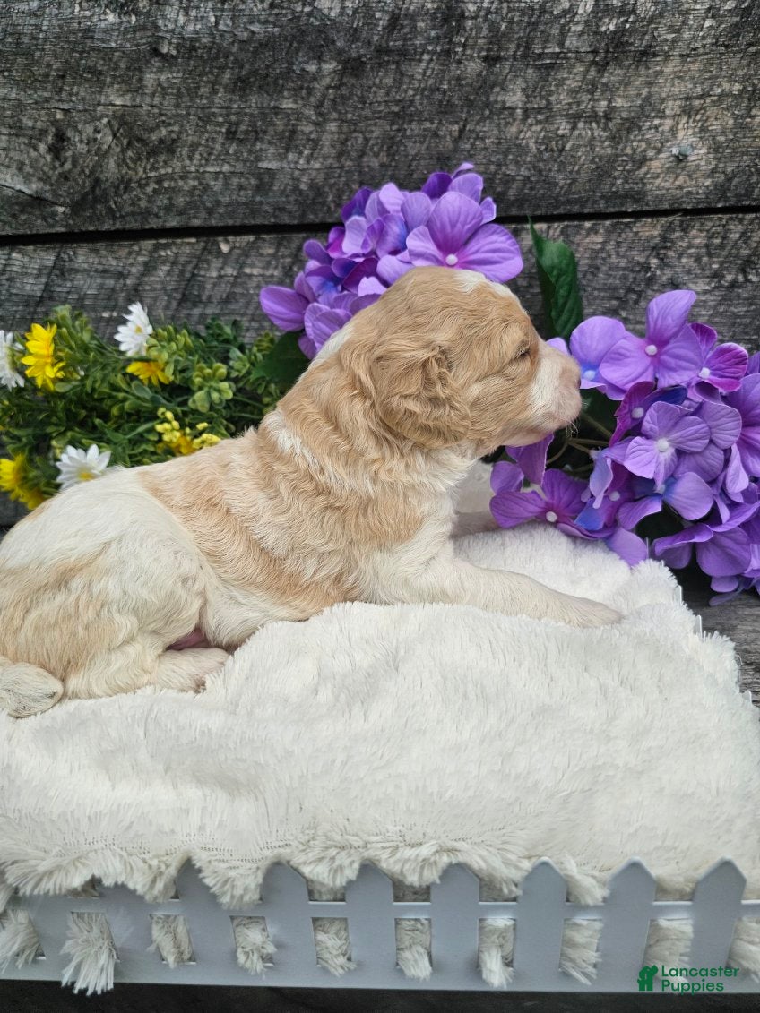 Standard Poodle dogs Duncan - Ad 2