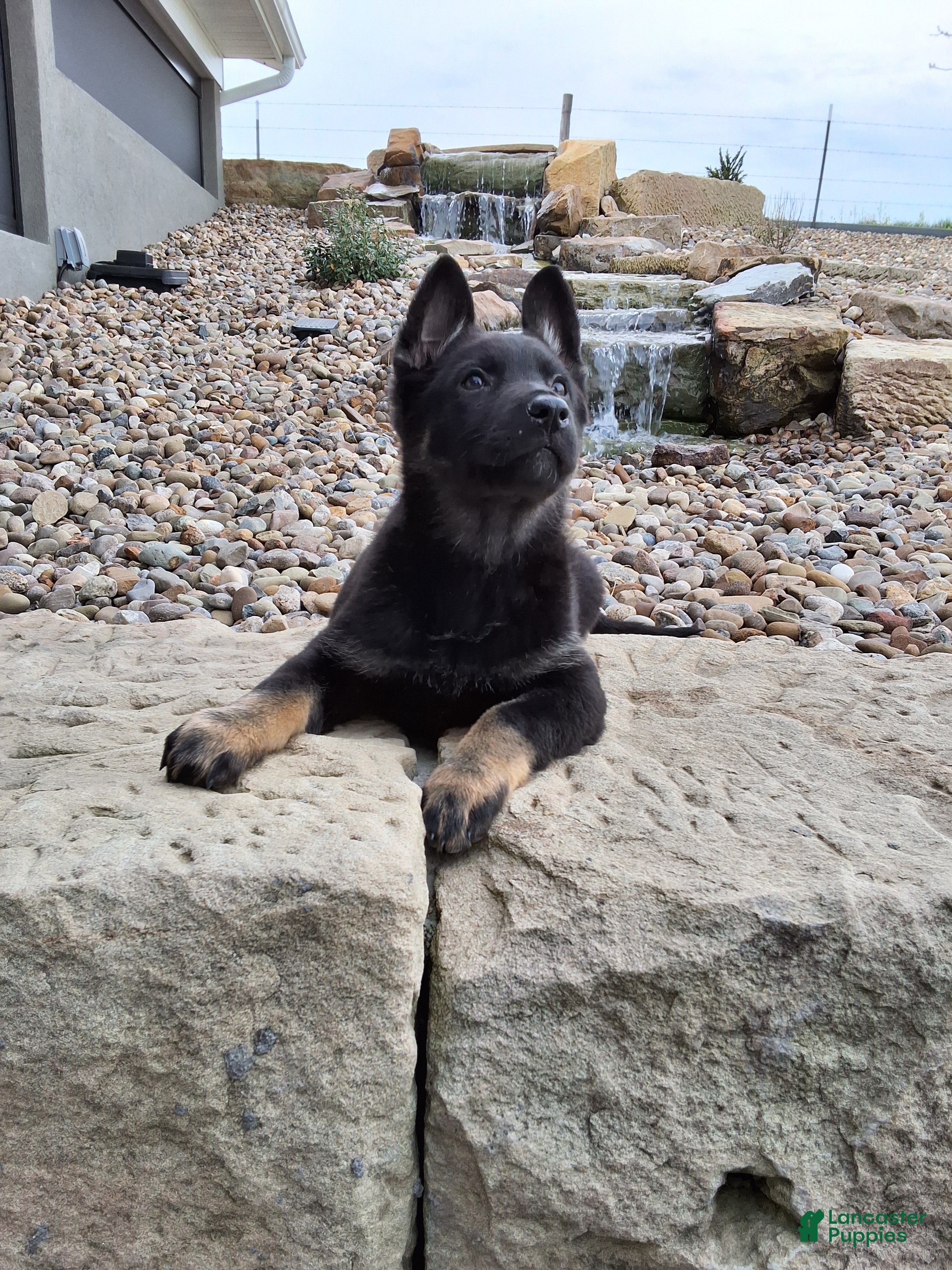 German Shepherd dogs Reba - Ad 1