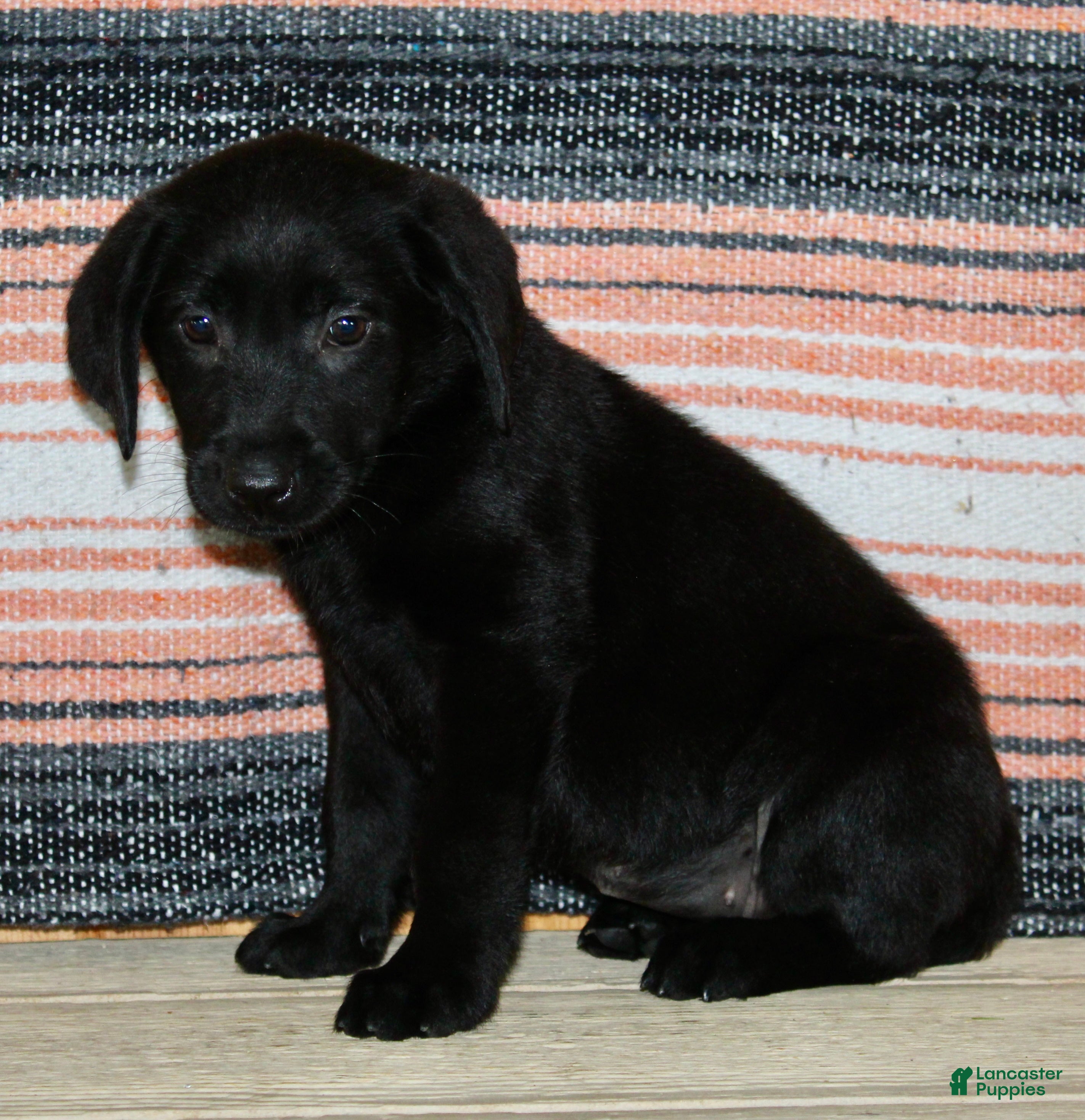Labrador Retriever dogs Bonnie - Ad 2