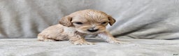 Cavapoo dogs for sale: Stelline - Ad 2
