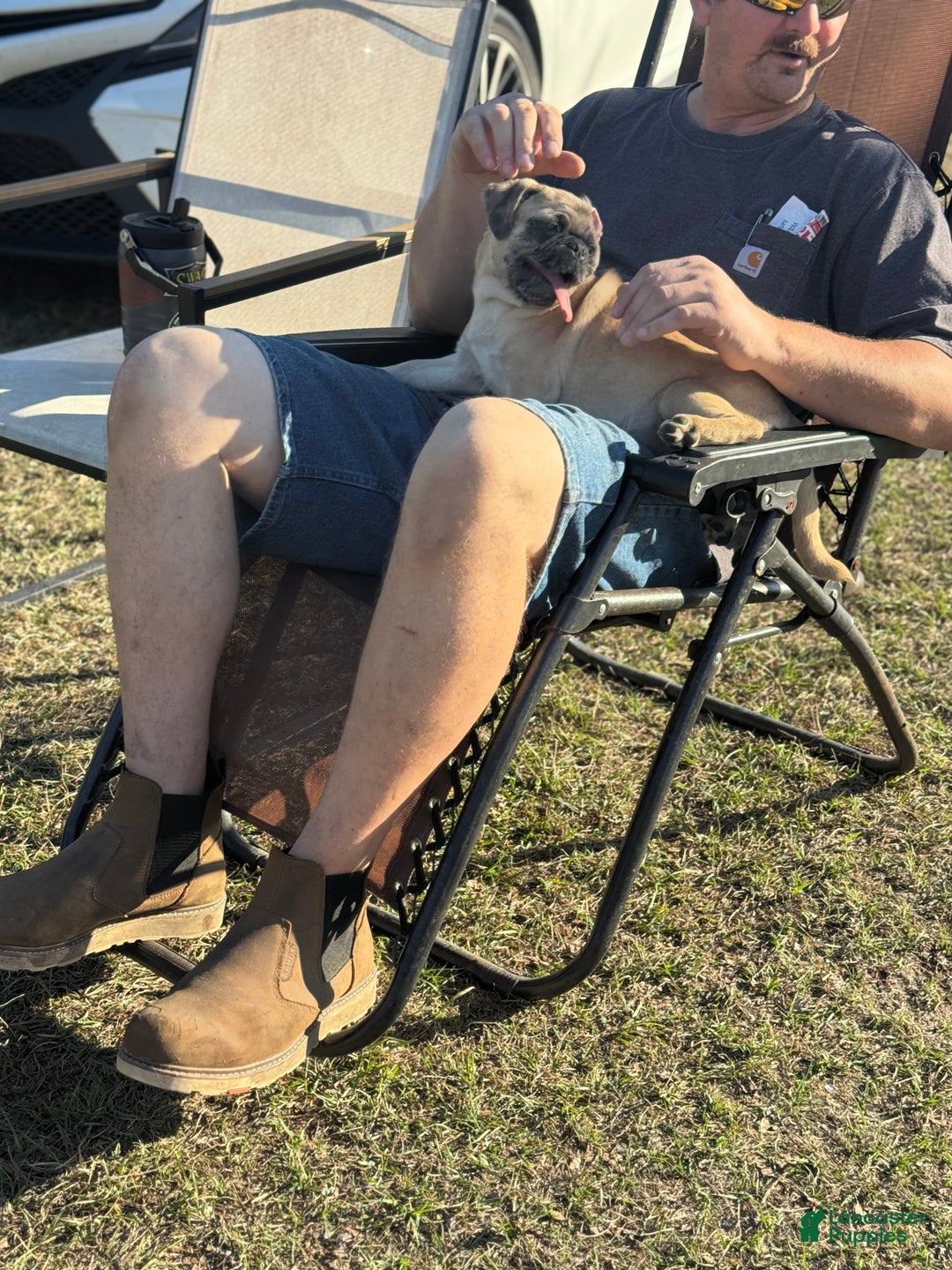 French Bulldog dogs for sale: French Bulldog Puppy 3 - Ad 6