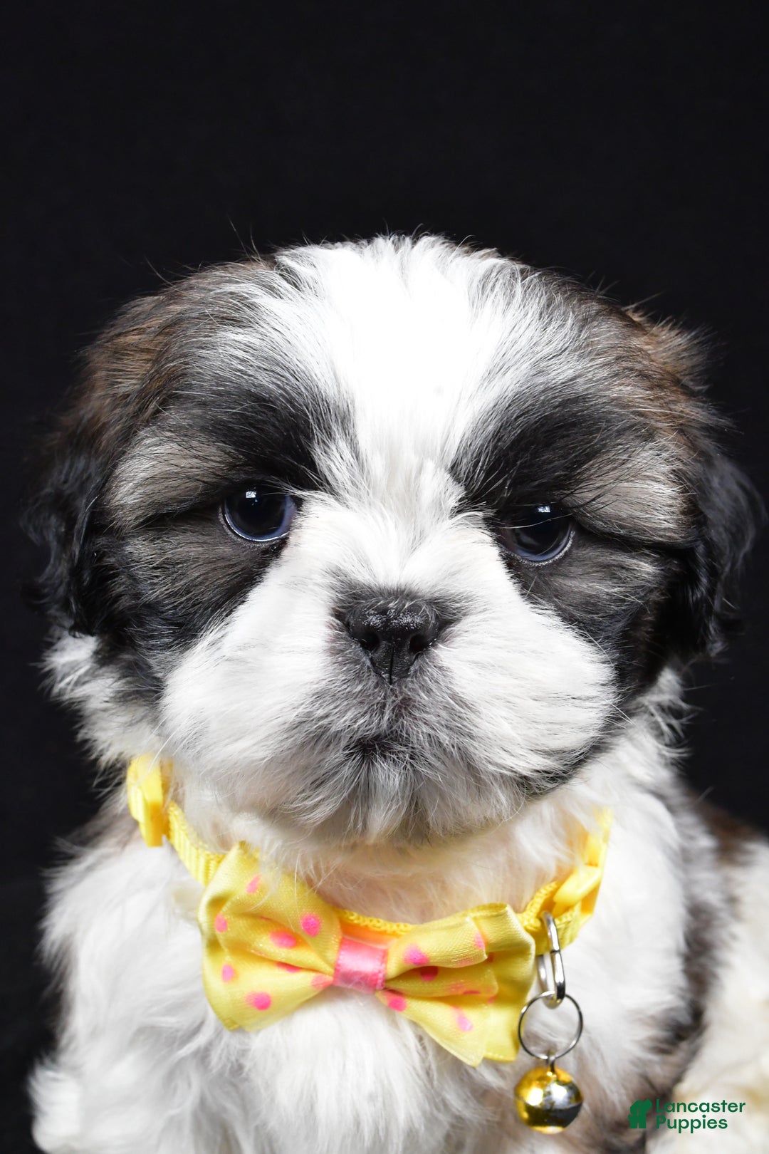 Shih Tzu dogs for sale: Harlan - Ad 7
