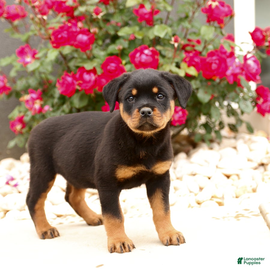 Rottweiler dogs Ivy - Ad 1