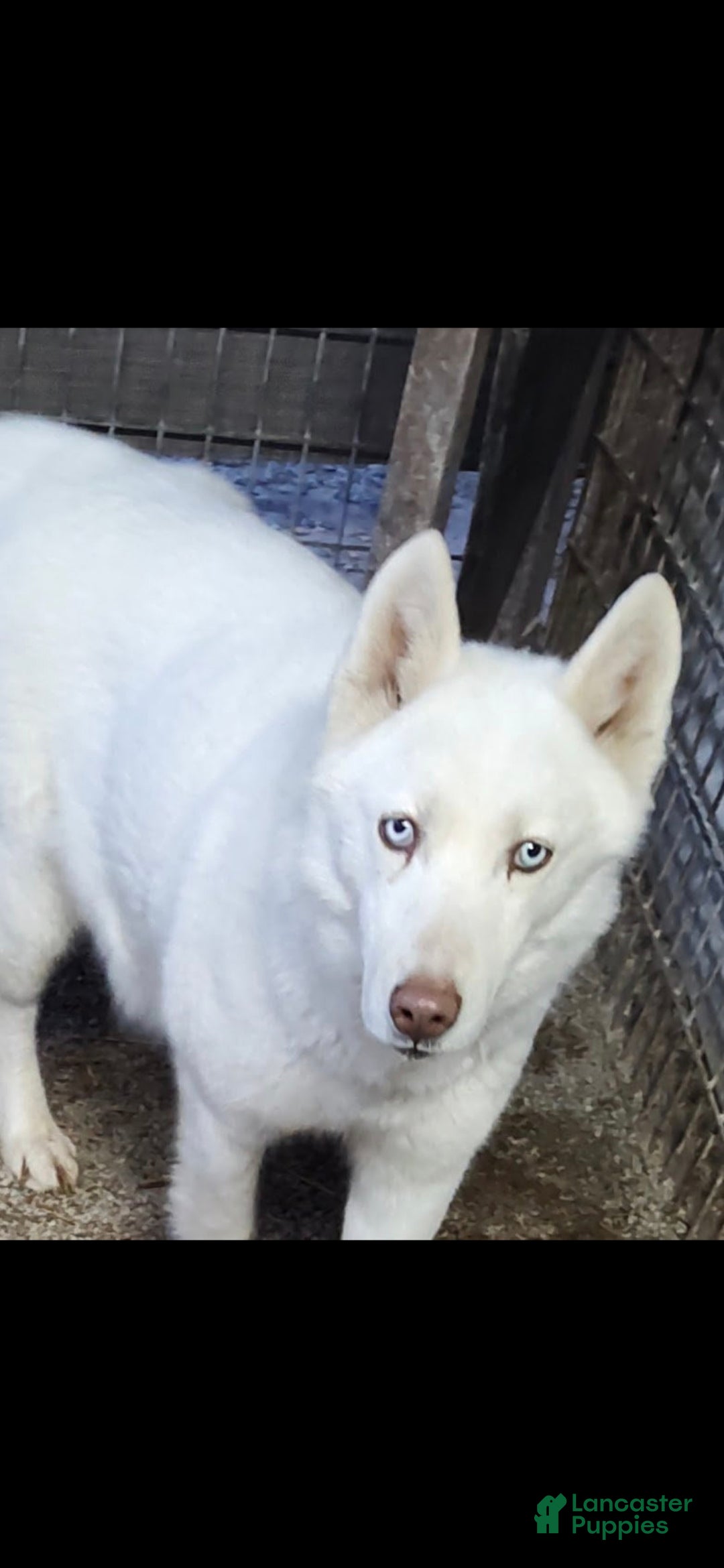 Siberian Husky dogs Winter - Ad 16