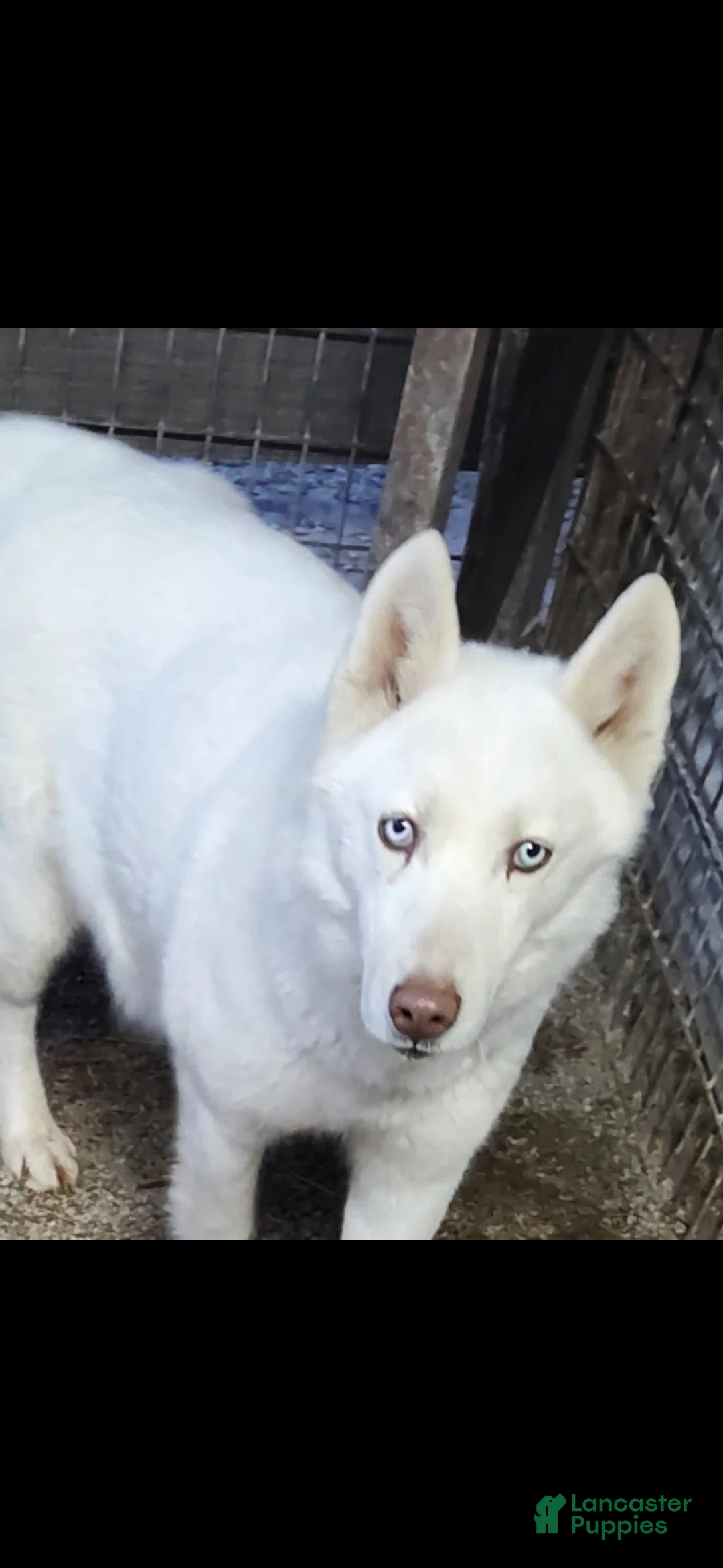 Siberian Husky dogs for sale: Winter - Ad 1