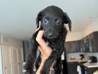 Jackapoo dogs - Ad 21