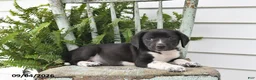 Beagle dogs for sale: Rocky - Ad 4
