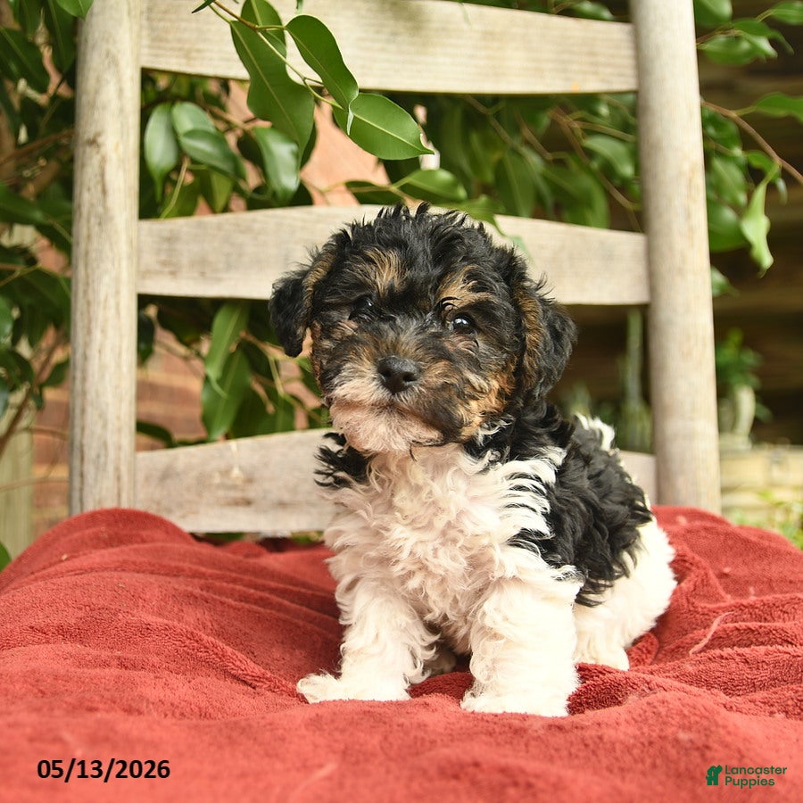 Yorkiepoo dogs Cheif  - Ad 1