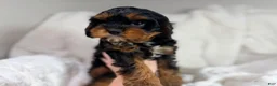 Cavapoo dogs for sale: Reese 💙 - Ad 3