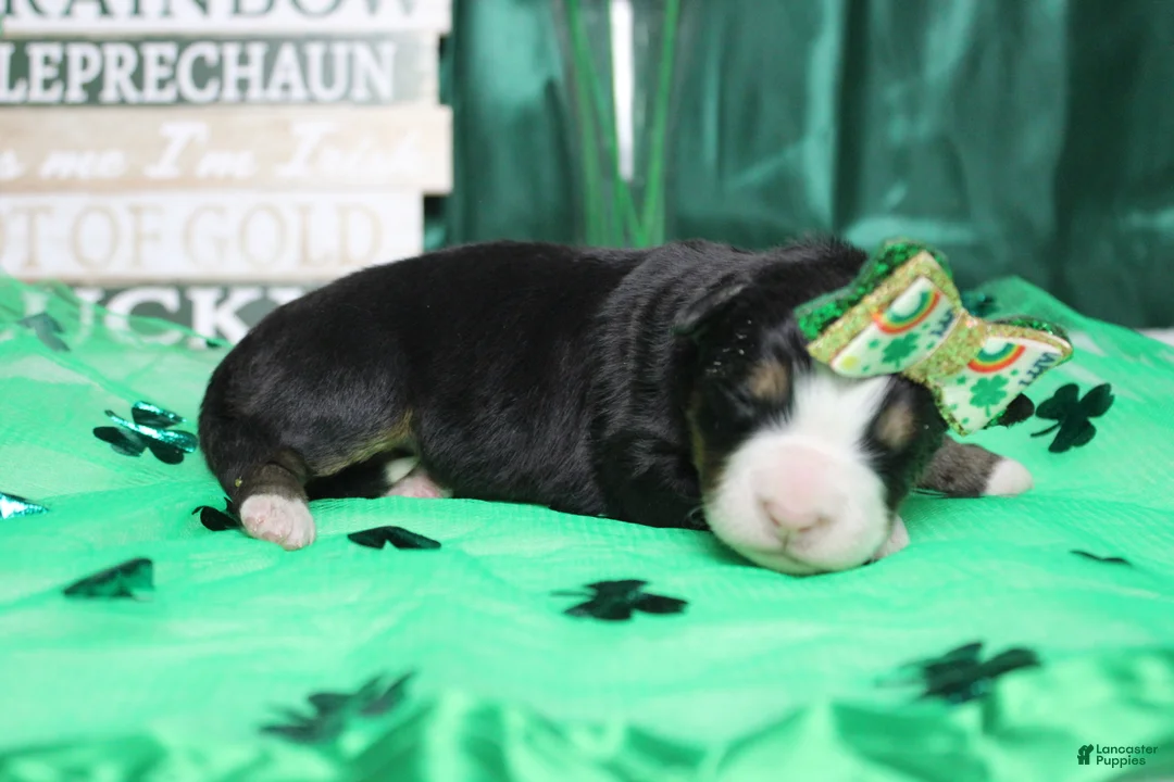 Bernese Mountain Dog dogs for sale: Natalie  - Ad 6