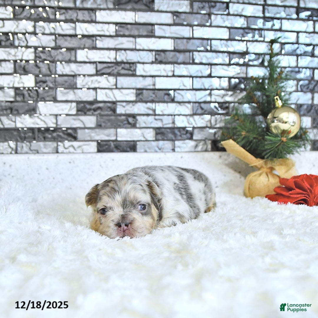 French Bulldog dogs for sale: Lacy - Ad 3