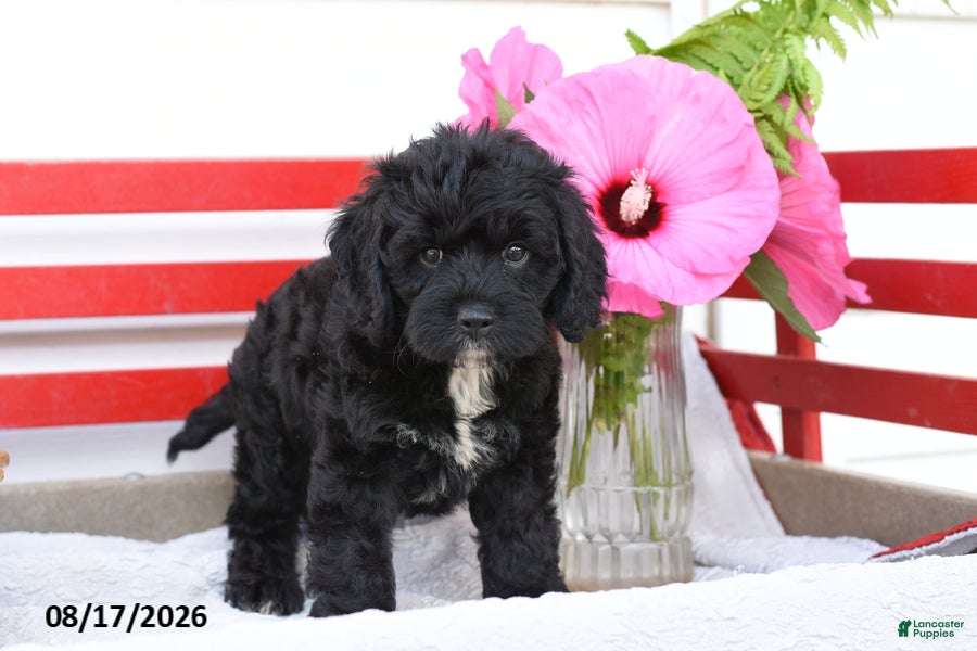 Cockapoo dogs Sparrow - Ad 2