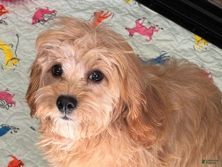 Cavapoo dogs Ross - Ad 23